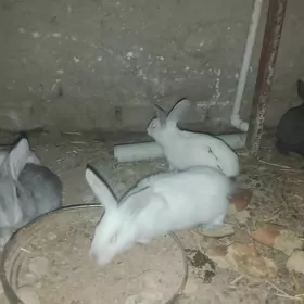 ARASSA WELİKAN BEÇLERİ SATLYK