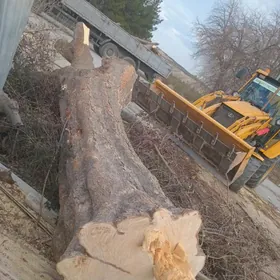 Agaç alýas kesyäs