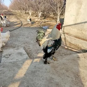 Brama bolgar tohum horazlary