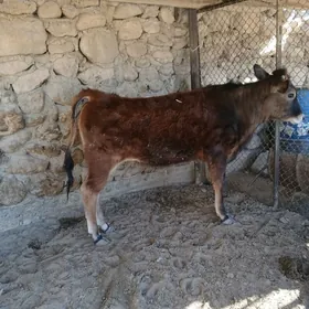 gacar bakyda duran yerli mal