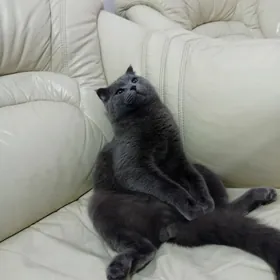 pisik şatlanysky satlyk