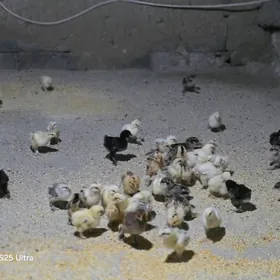 juje brama we balgar