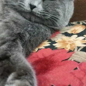 Кот на вязку