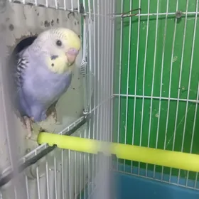 popugay попугай