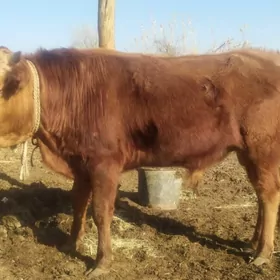 okuz arasza bakymlyk mal