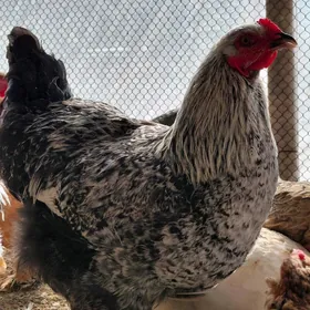 brama bolgar horazlar.