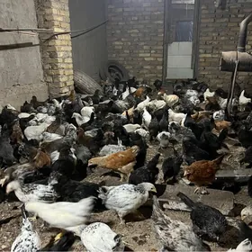 jüyje 4aýdan geçen