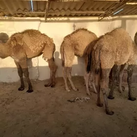 torum  yagdayy  gowy