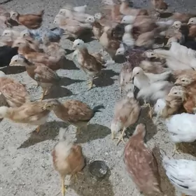 juje 2 ay bilib gelya