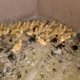 Yasylbas juyje we yumurtga