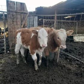 SEMENTAL Семена