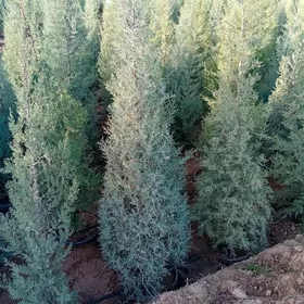 bag деревья сад