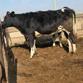 Голштейин унажын