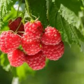 malina nahaly sitili