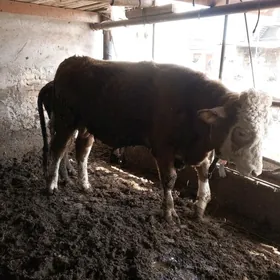 симинтал окуз