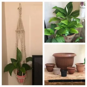 цветы горшки кашпо