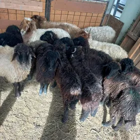 Turkmen Kisar Garaköl işşekler