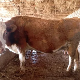 simental sygyr yetik bogaz