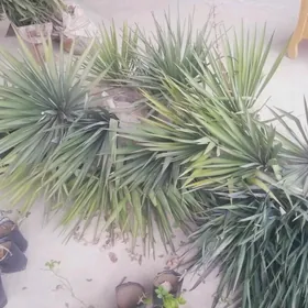 .       юкка палма