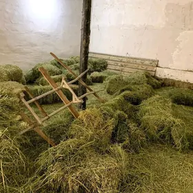 Ýorunja kip sökülen