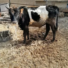 2окуз 1унажын