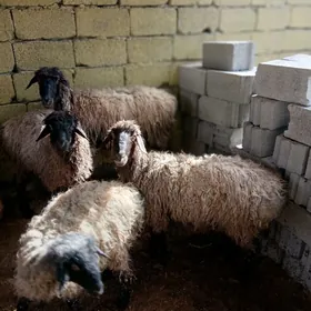 овнук маллар