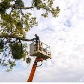 Agaç bag alyas kesyas gyrkyas