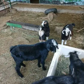 teke arsja mal gapyda bakylan