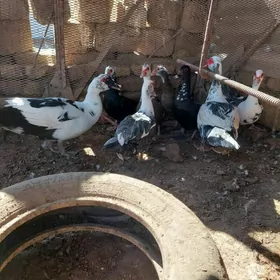 indawutga gaz ördek