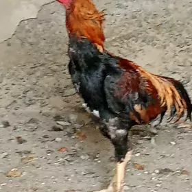 ташкент хораз