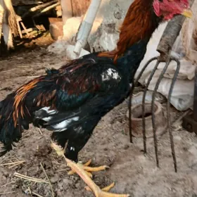 Taşgent towuk ördek induk jüje