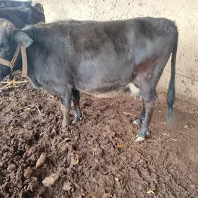 bogaz yetik bir hepda galman d