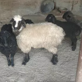 ИщщекИШШЕКИШЩЕК.ГОЮН