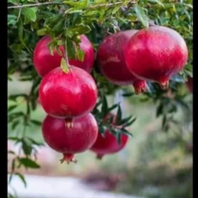 Nar Nahal (Garrygalañky)