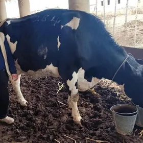 Galisteyin bogaz 7 aylyk