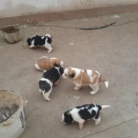 Гужлер чопан