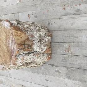 Et.Çaplýan Agaç.🪓