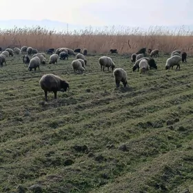 семиз гойун