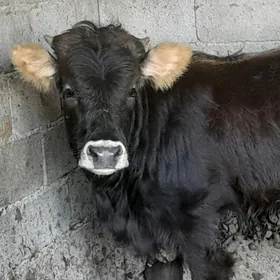 Tohum tuwe bakyda duran