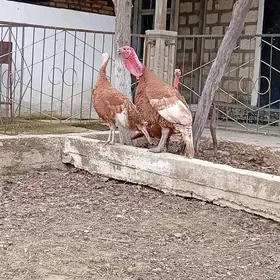 Owgan paroda induklar