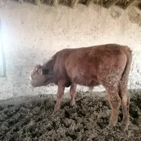 Окуз öküz семизже гызылхан