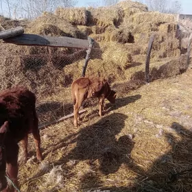 oy haywanlary sygyr okuz