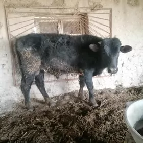 Öküz aljak bolsan Jan et