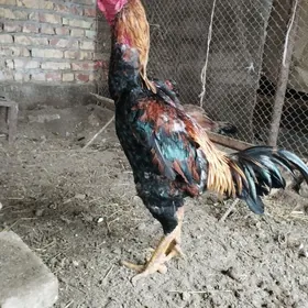 ОЗБЕК ТОХУМ УЧН