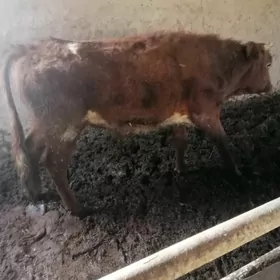 Öküz bar Jan et aljak bolsan