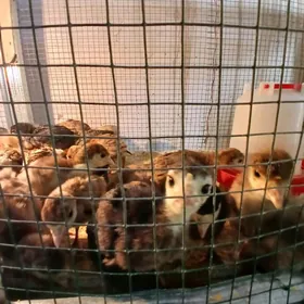 orginal owagan induk juje