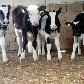 Öküz göle Öküzçe