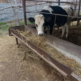 Богаз сыгыр Гунажын