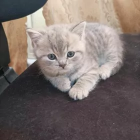 Şotlann шотланд