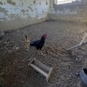 вайес хораз